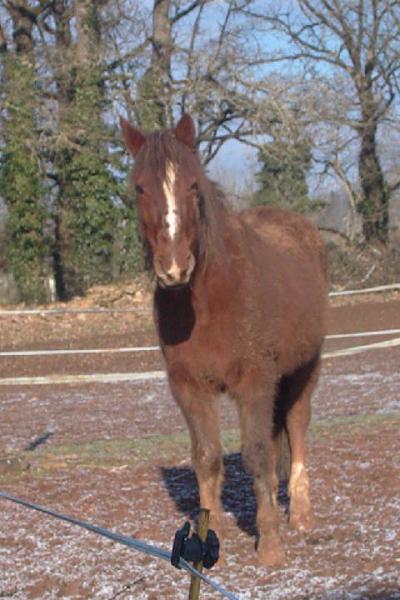 mon nounours